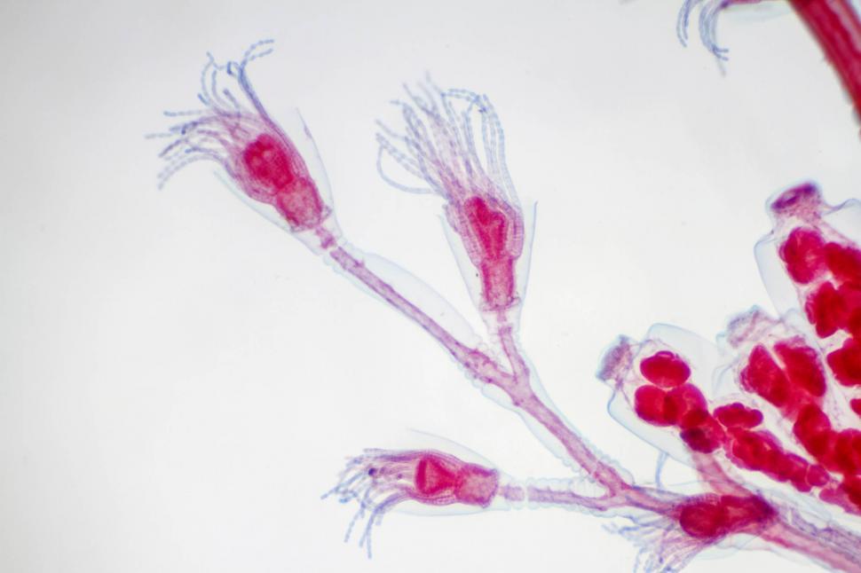 Free Image of Obelia hydroid, 