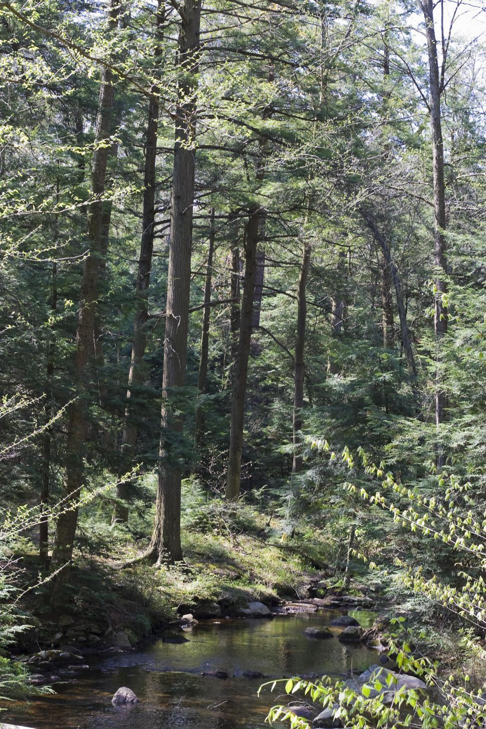 Free Image of Forest stream 