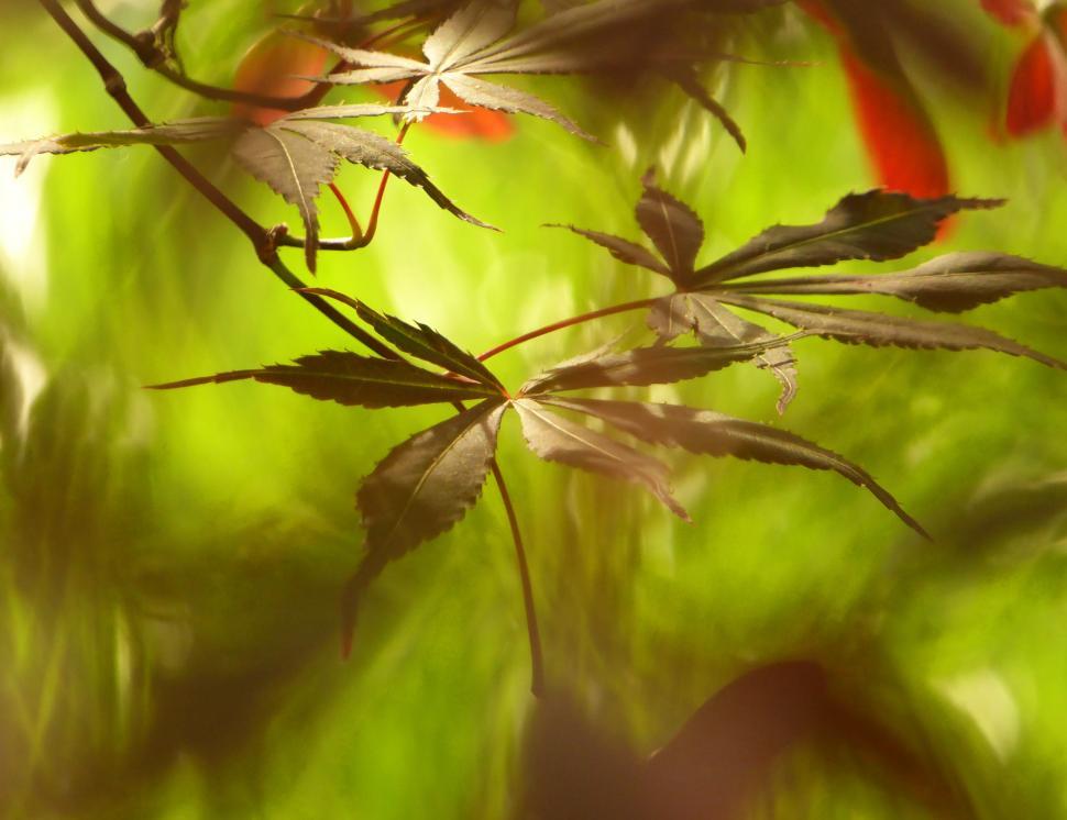 Free Image of Leaves of Japanese Red Maple 