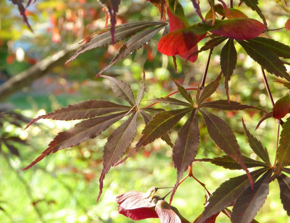 Free Image of Japanese Red Maple Leaves and Seed Pods 