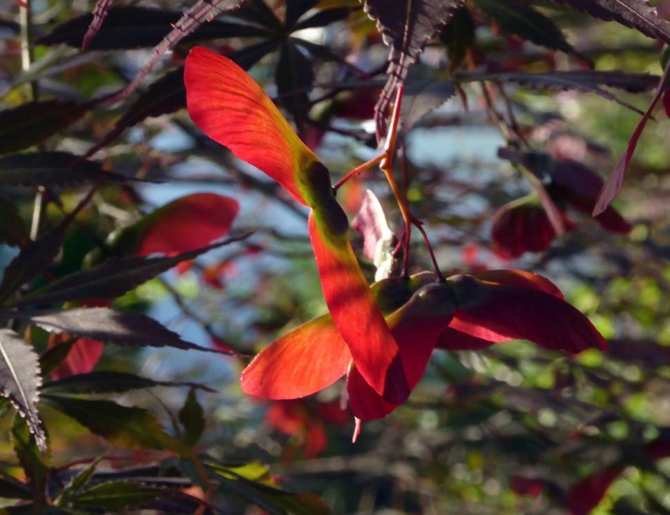 Free Image of Japanese Red Maple Seed Pods 