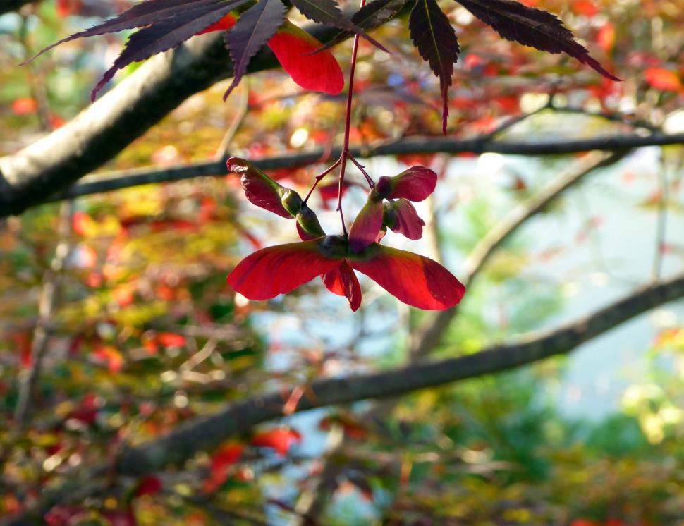Free Image of Japanese Red Maple Seed Pods 
