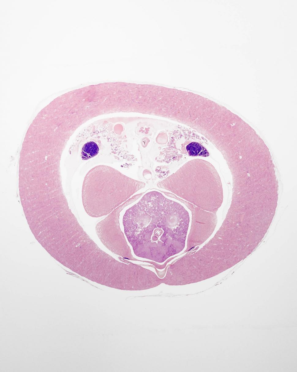 Free Image of Loligo Body cross section 