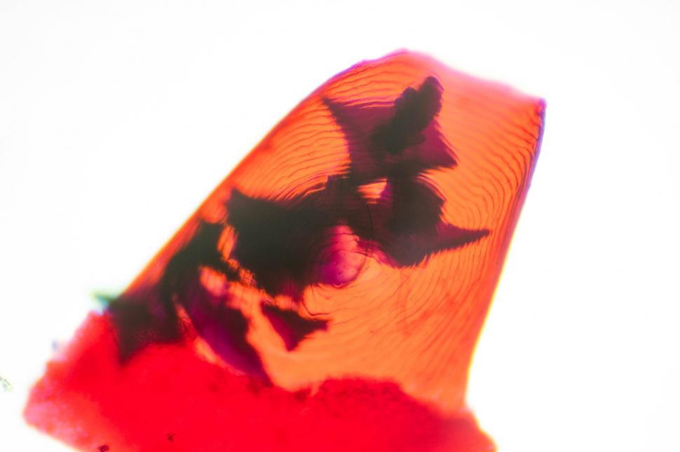 Free Image of Red Fish Scale 