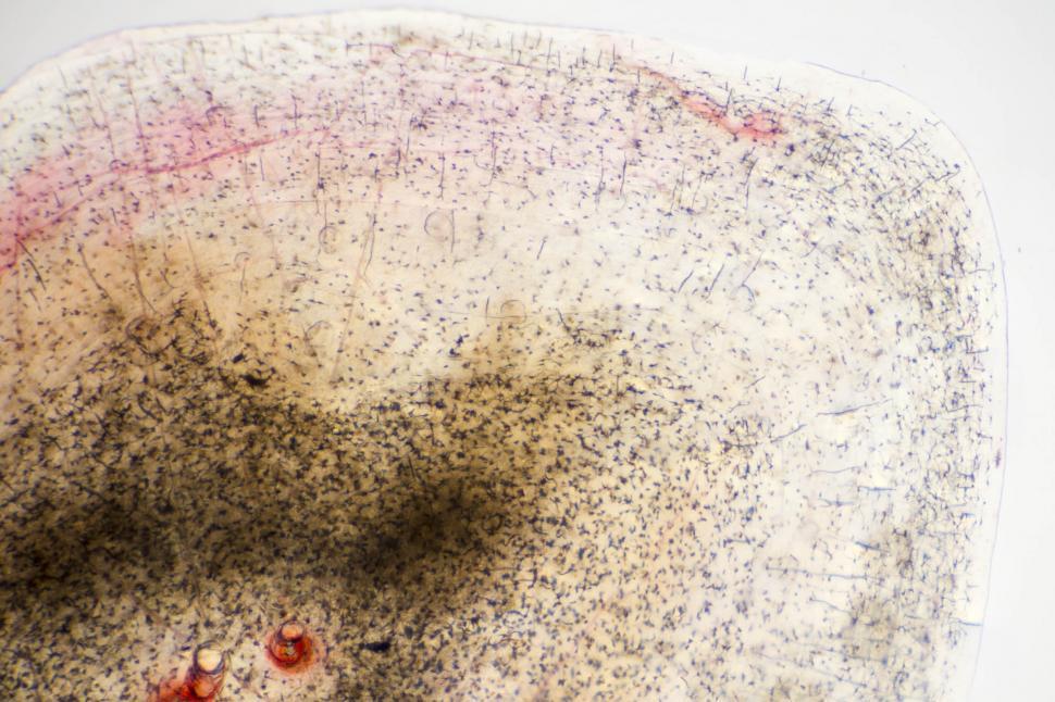 Free Image of Fish scale ganoid 