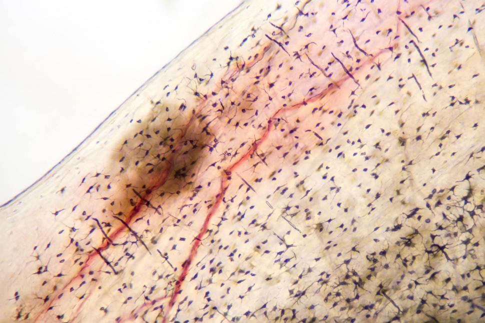 Free Image of Fish scale 