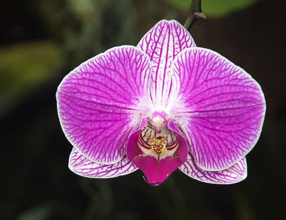 Free Image of Moth Orchid Flower in Bloom 