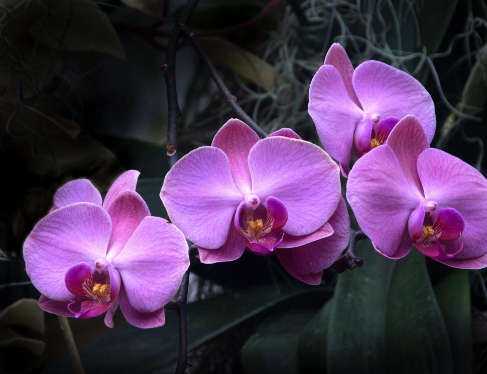 Free Image of Moth Orchid Pink Flower in Bloom 