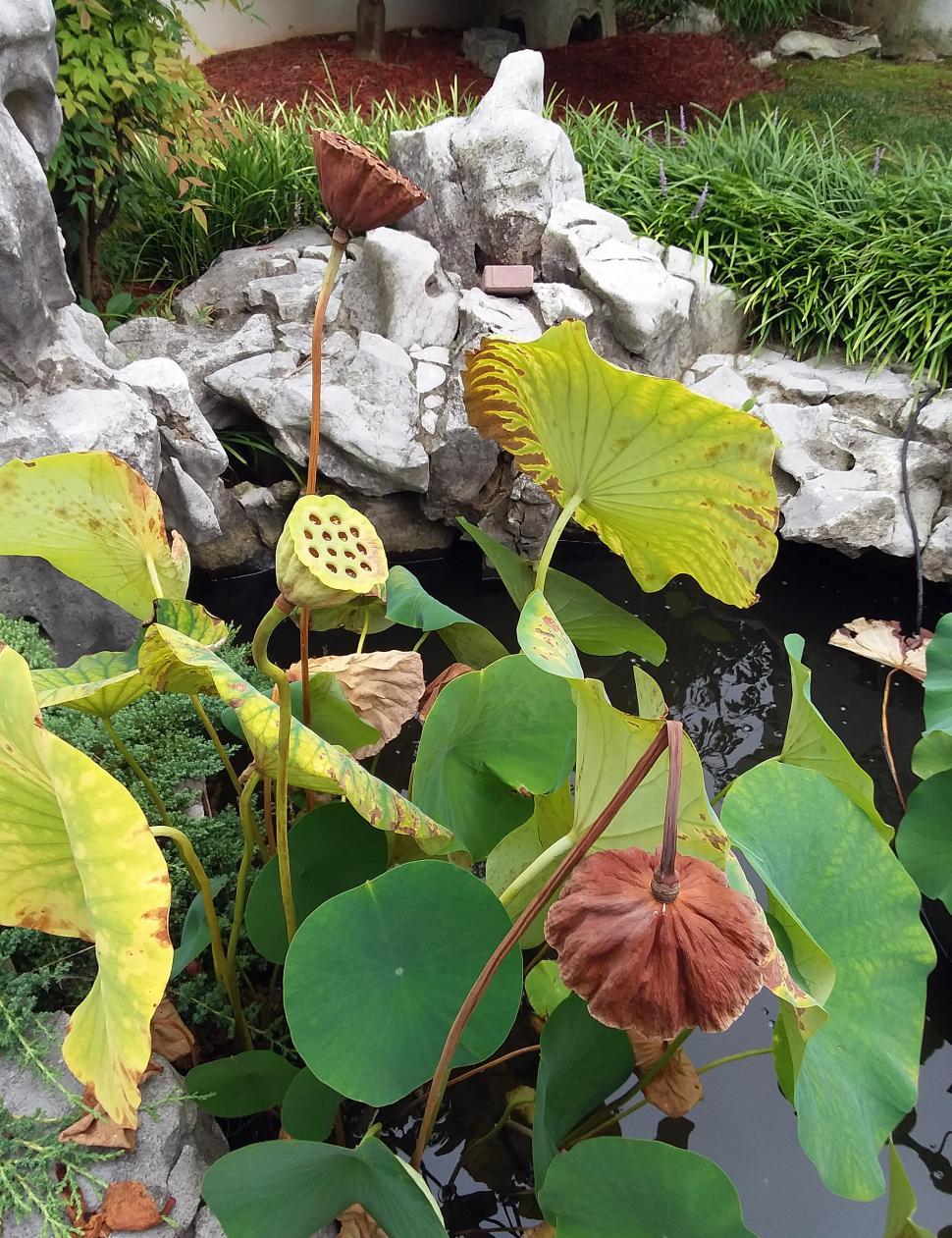 Free Image of Lotus Plant In Pond 