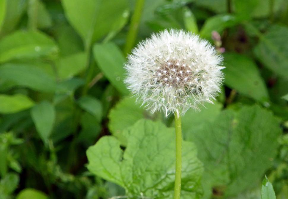Free Image of Single Dandelion Seed Head 