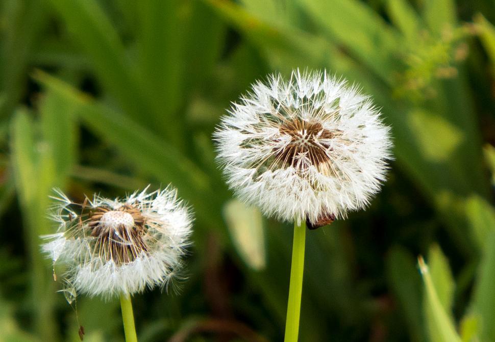 Free Image of Dandelion Blowballs Seed Balls 