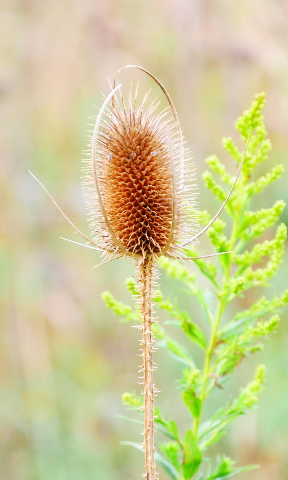 Free Image of Common Teasel Seedhead Closeup 