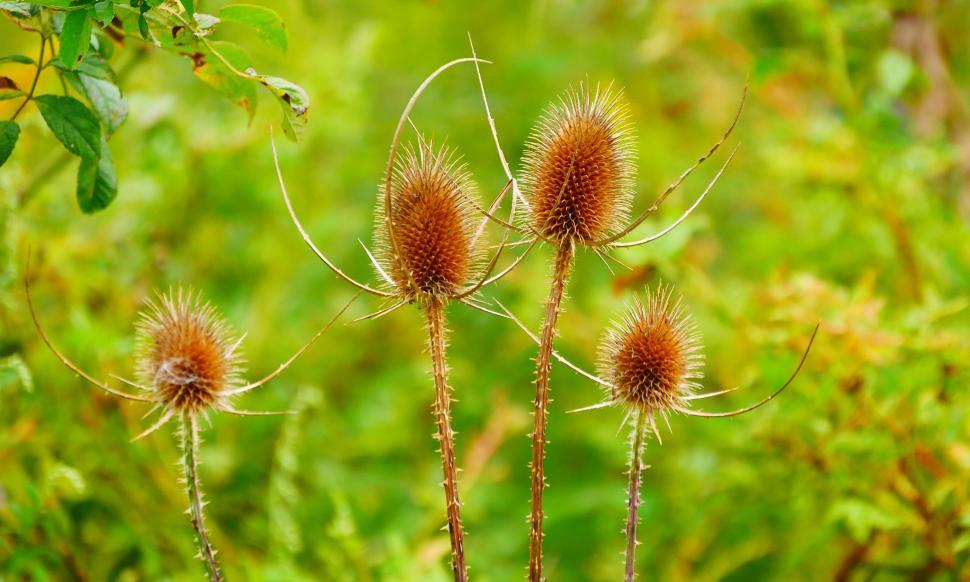Free Image of Common Teasel Seedheads 