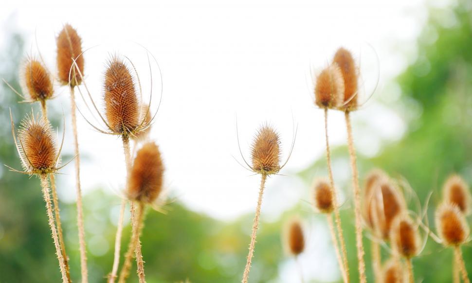 Free Image of Common Teasel Seedheads 