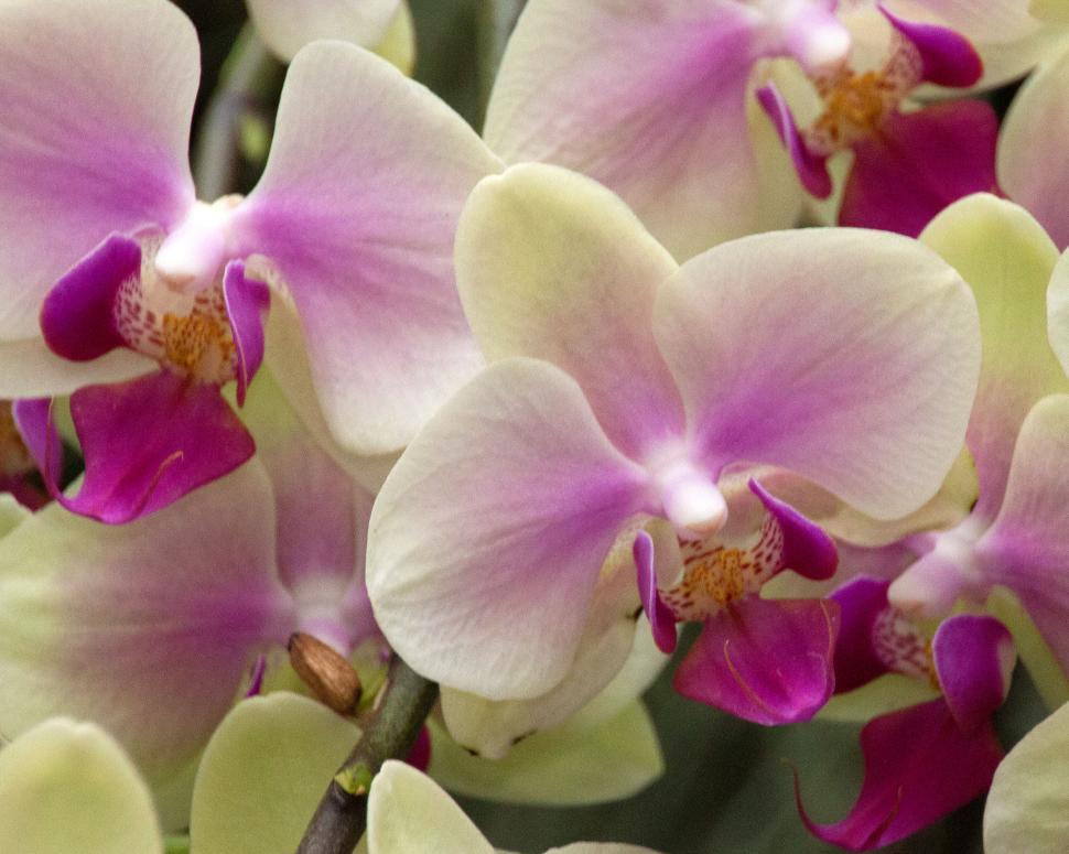 Free Image of Moth Orchid Yellow and Red Flowers in Bloom 