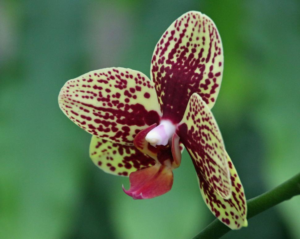 Free Image of Bloom of Maroon Dot Moth Orchid  