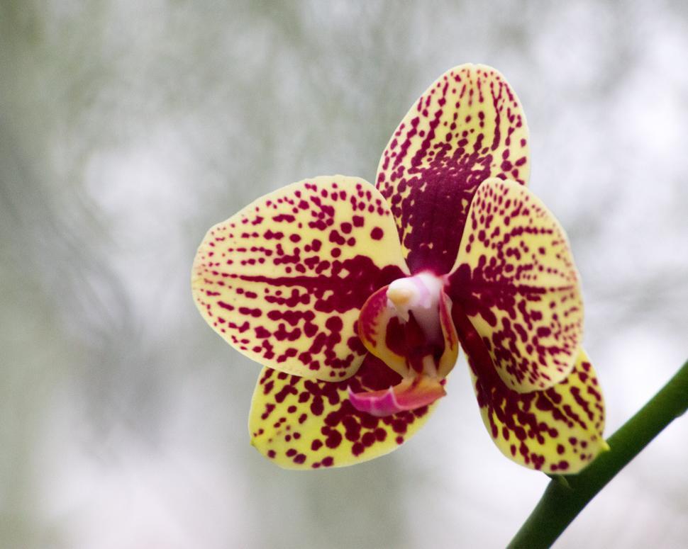 Free Image of Moth Orchid Maroon Bloom 