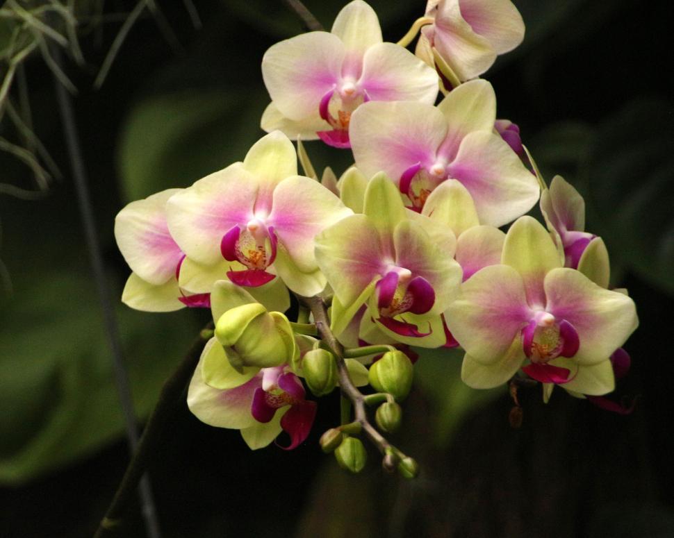 Free Image of Flowers of Yellow and Red Moth Orchid 
