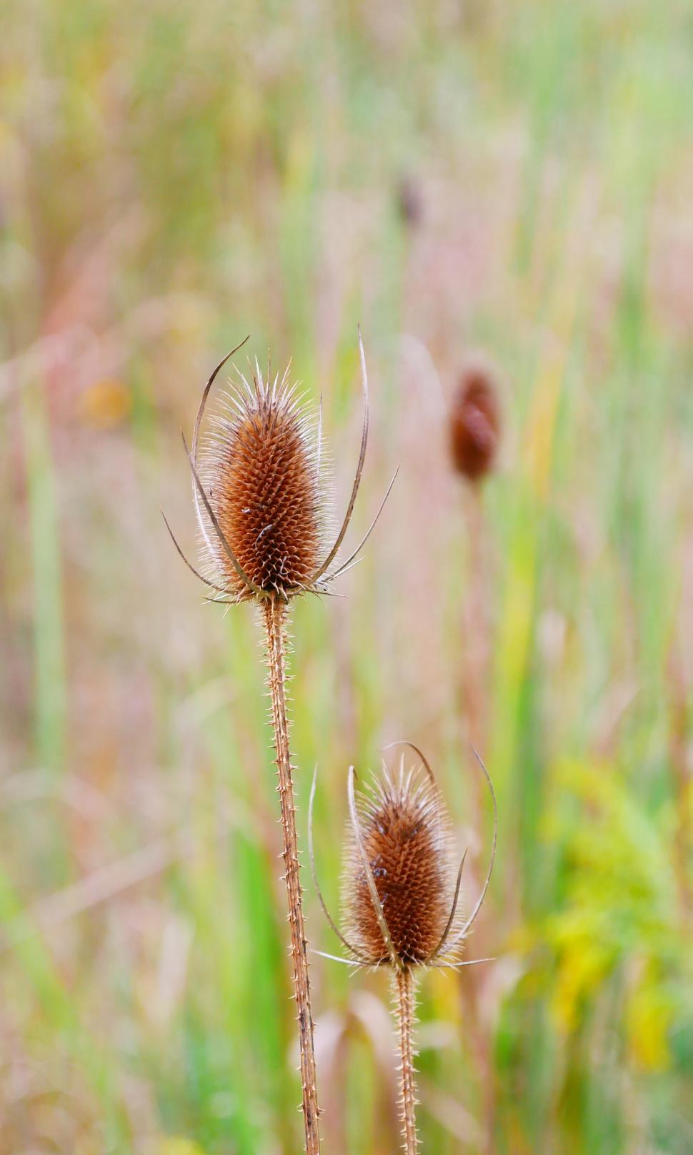 Free Image of Seedhead of Dipsacus Fullonum Common Teasel  