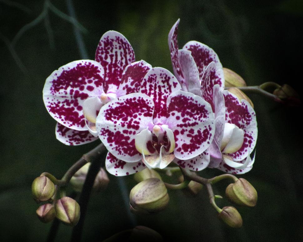 Free Image of Red Patterned Moth Orchid Flowers and Buds 