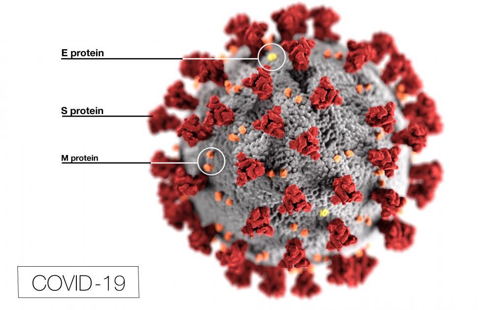 Free Image of COVID-19 Coronavirus Illustration with labels 
