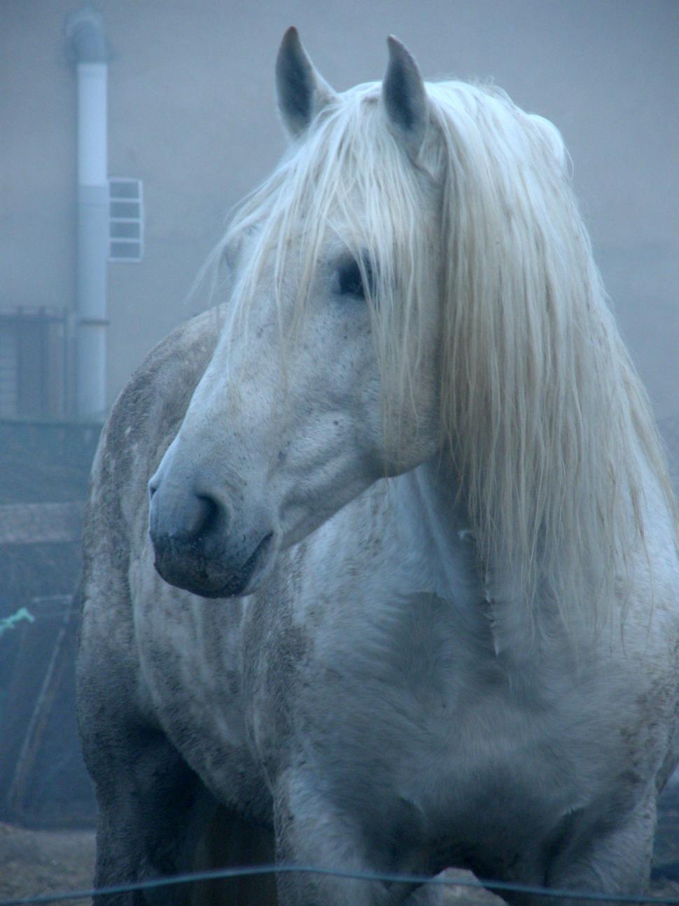 Free Image of Desert animals - Horse 
