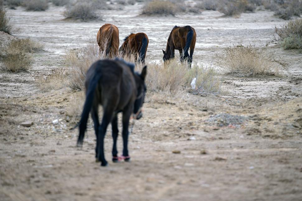 Free Image of Desert animals - Horses 