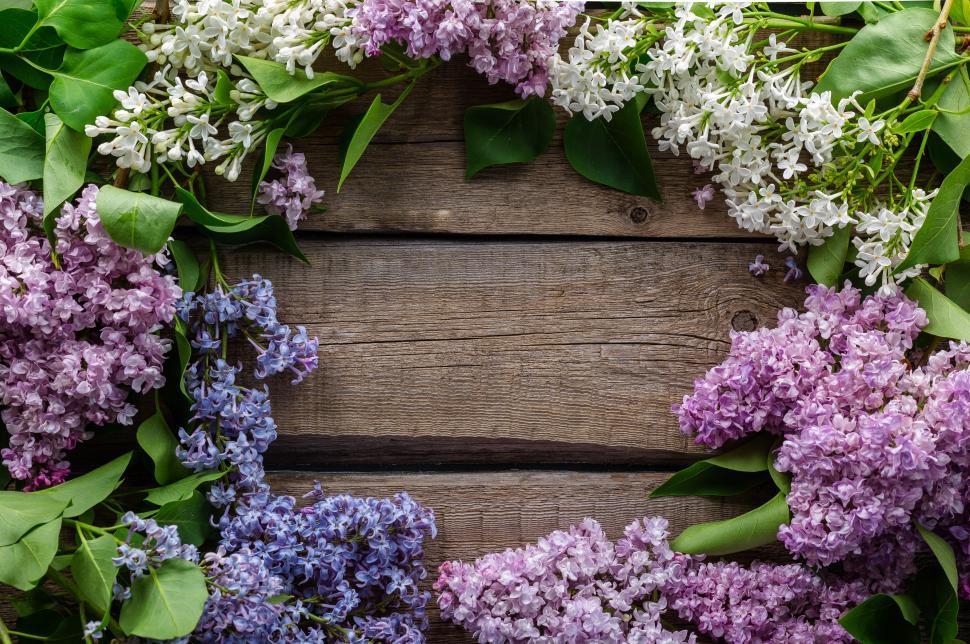 Free Image of white and violet flowers arranged in a circular shape 