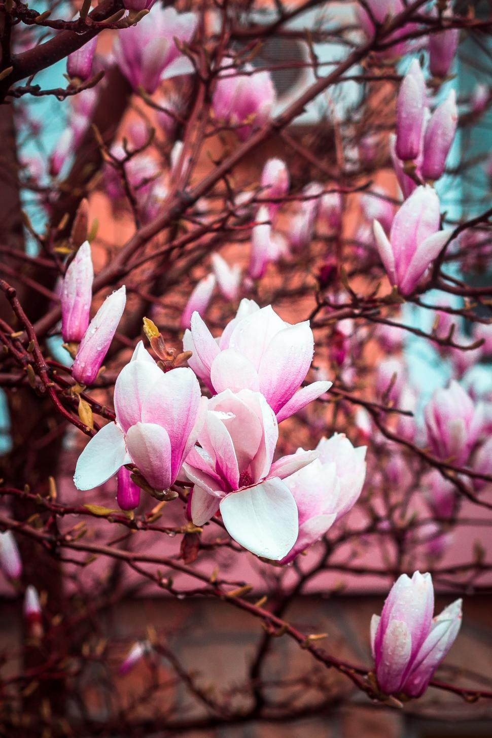 Free Image of Close up of magnolia tree full of flowers 
