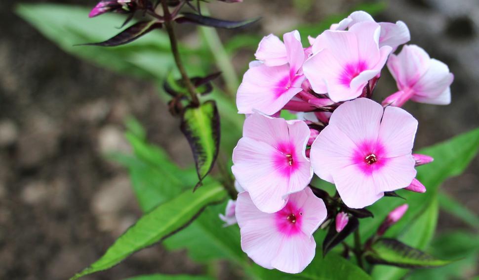 Free Image of Pretty Pink Blooms 