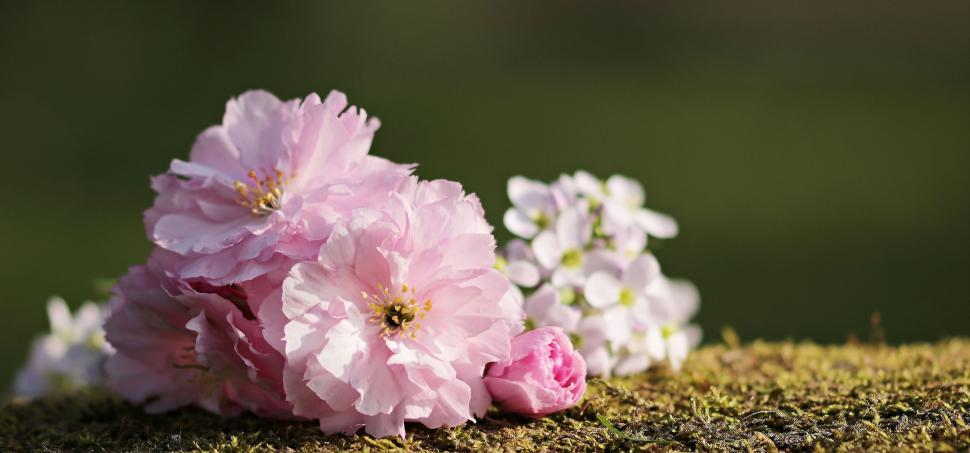 Free Image of Bundle of Pink Blooms 