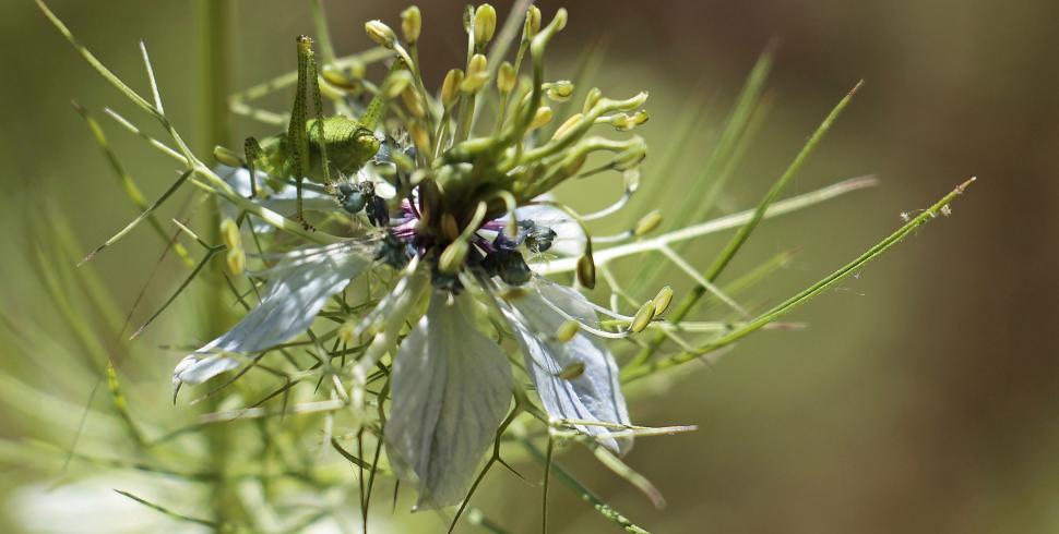 Free Image of Green Hopper Disguised in Plant 