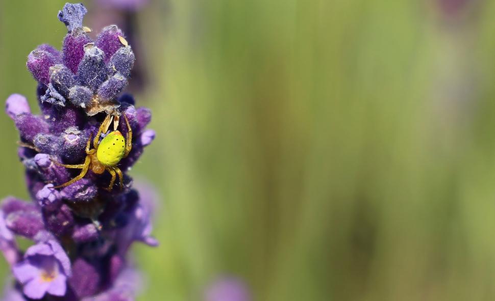 Free Image of Yellow Spider on a Flower Cluster 