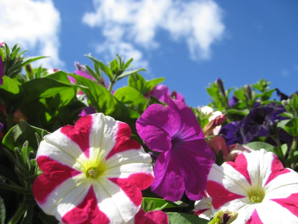 Free Image of Flower in Australia  