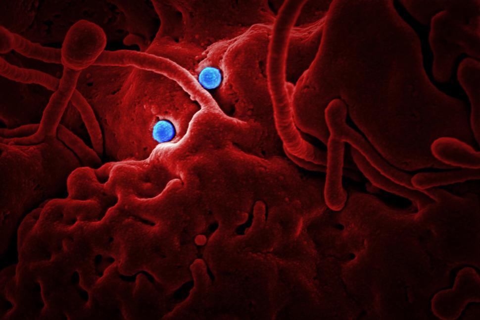 Free Image of Coronavirus Particles 