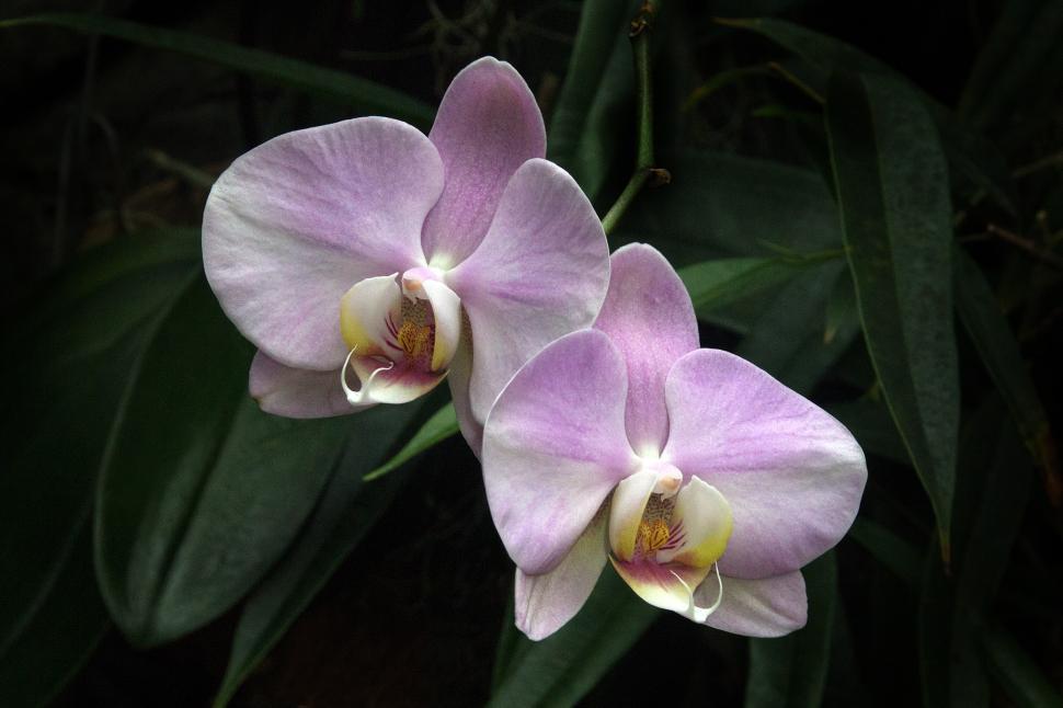 Free Image of Pink Flowers - Two Moth Orchids 
