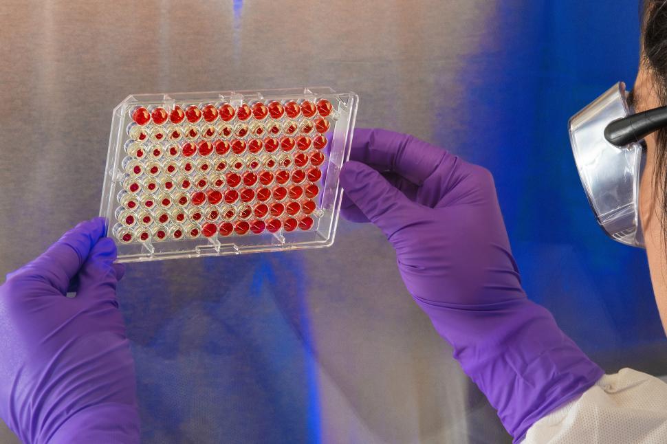 Free Image of Examining rows of a microtiter plate 