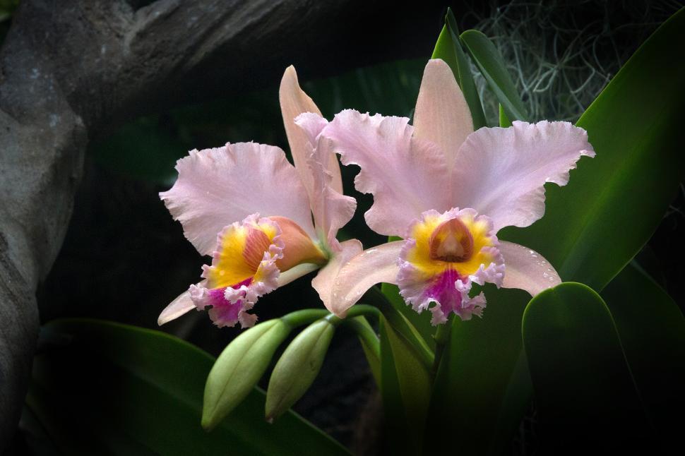 Free Image of Pink Orchid Cattleya Hybrid Flowers 