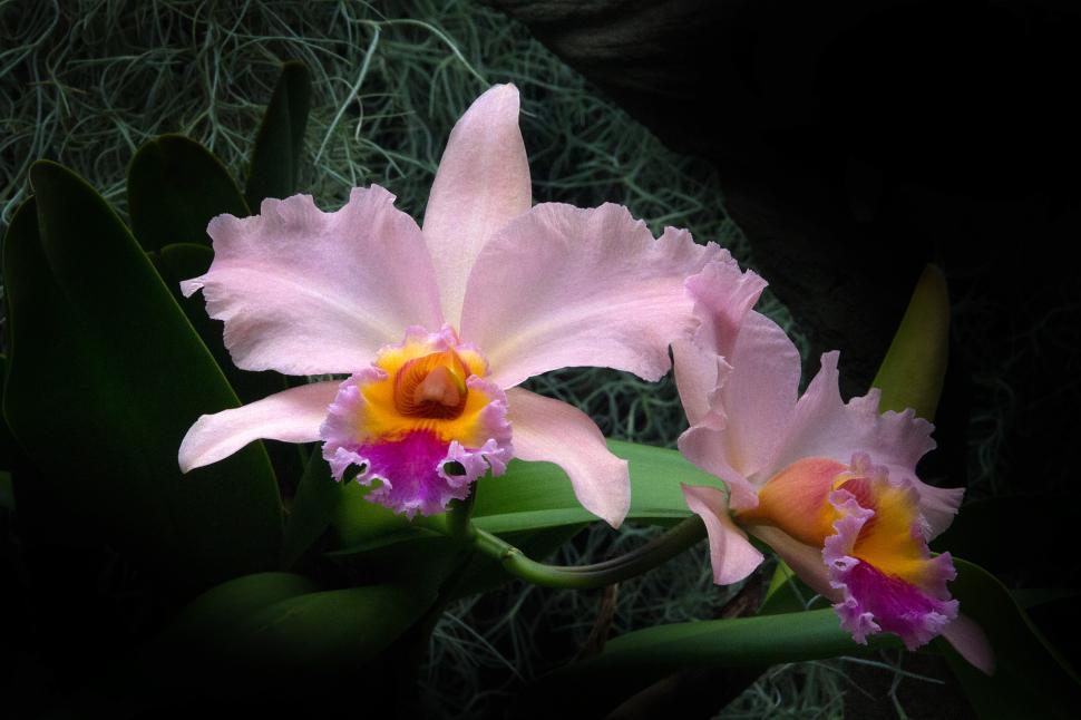 Free Image of Pink Orchid Cattleya Hybrid Blooms 