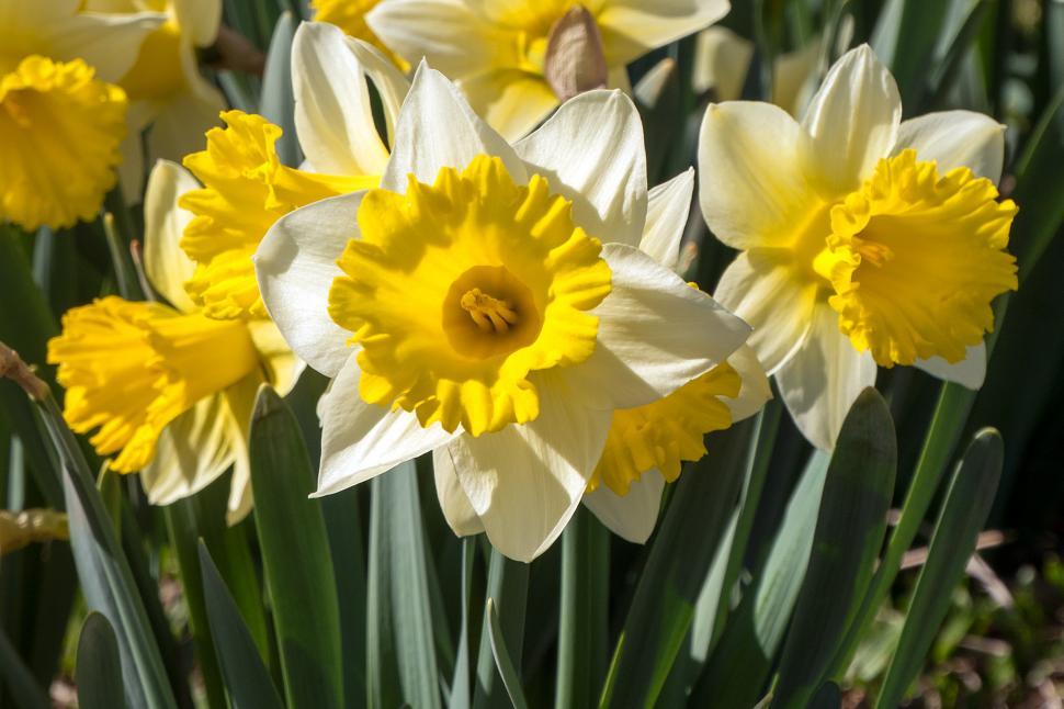 Free Image of Daffodil Flowers Closeup 
