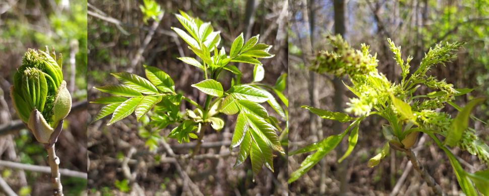 Free Image of Ash tree bud growth.  
