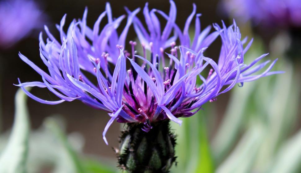 Free Image of WIld cornflower 
