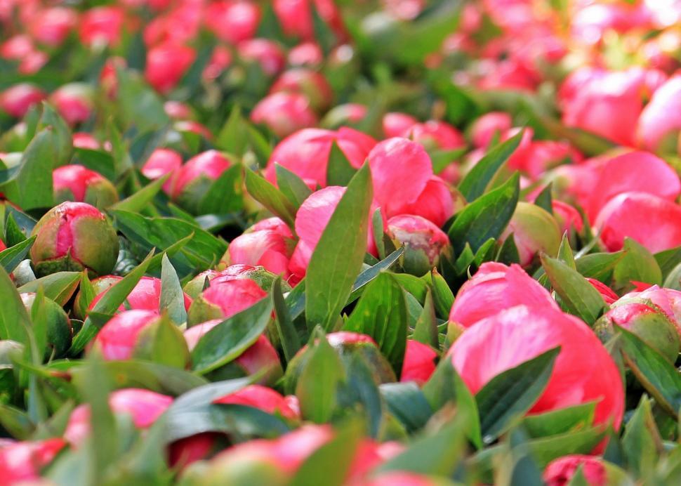 Free Image of Field of flower buds 