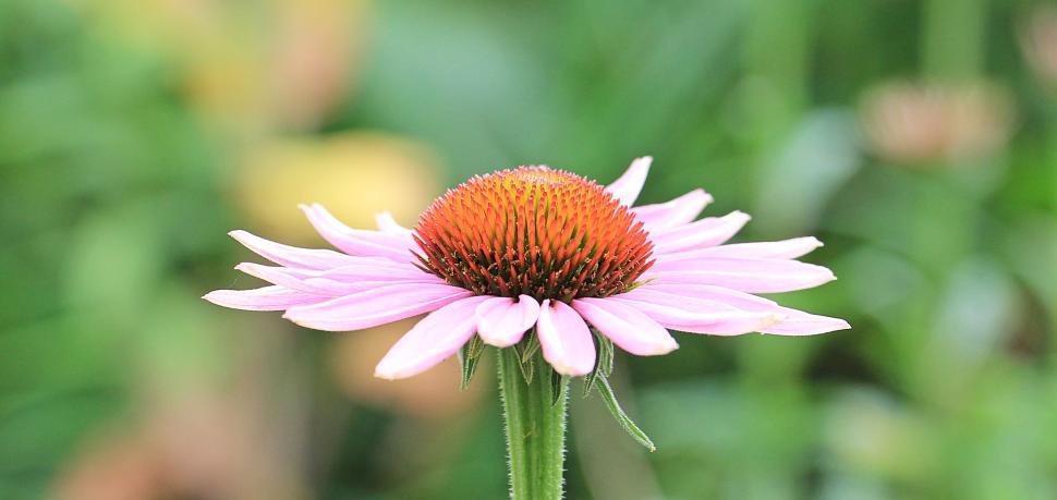Free Image of Single coneflower in full bloom 