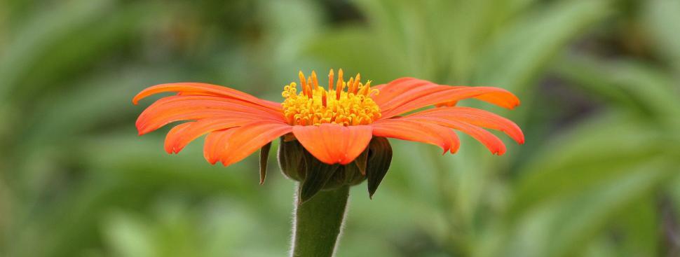 Free Image of Orange zinnia in full bloom 