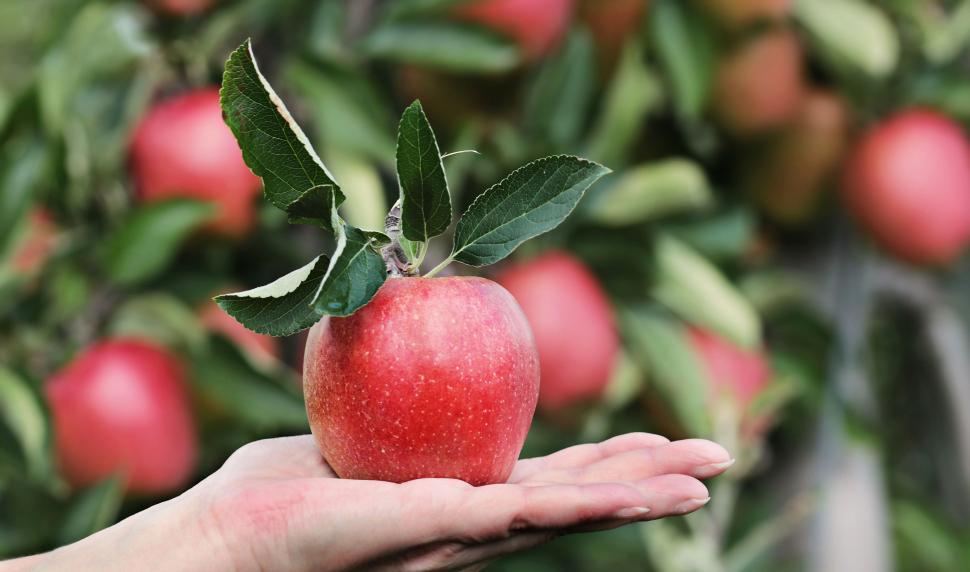 Free Image of Healthy Apples 