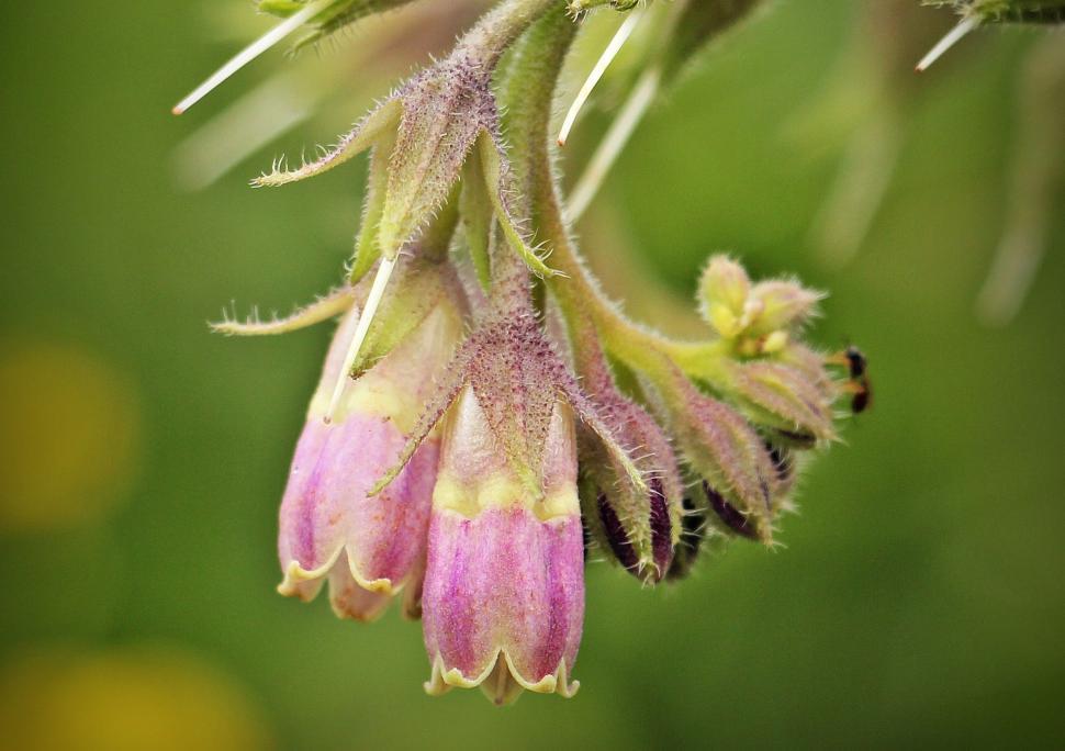 Free Image of Wild Flower blooms 