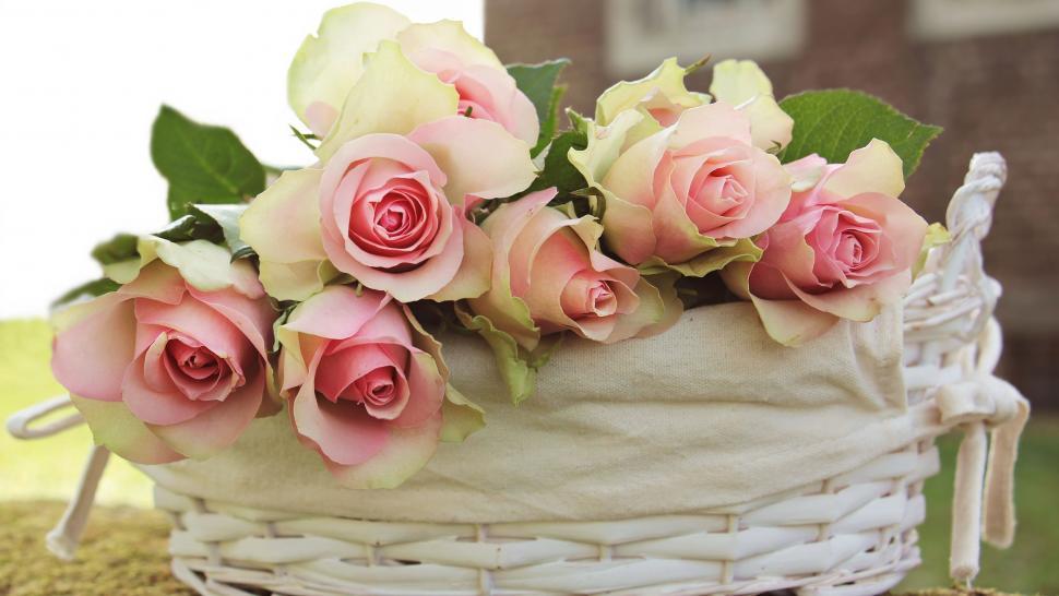 Free Image of Basket of Roses 