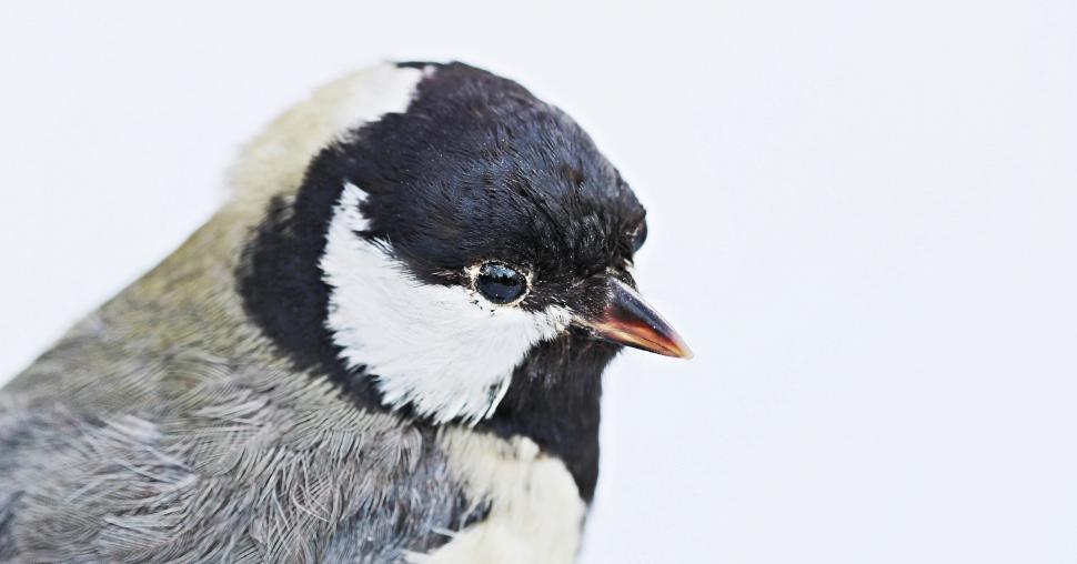 Free Image of Stuffed bird head 