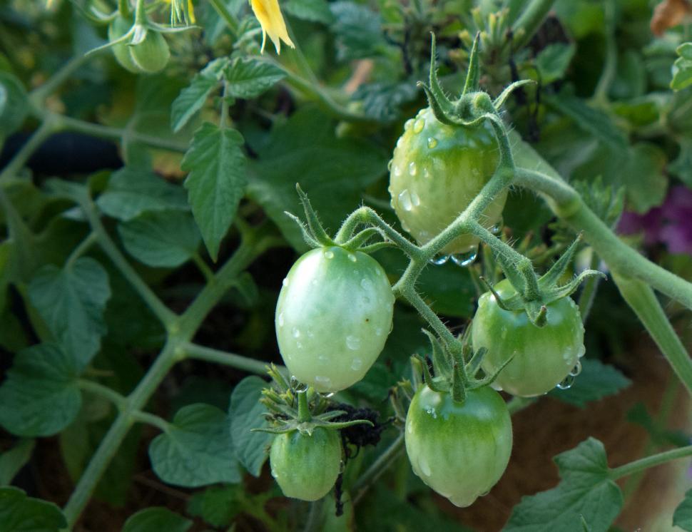 Free Image of Grape Tomatoes 
